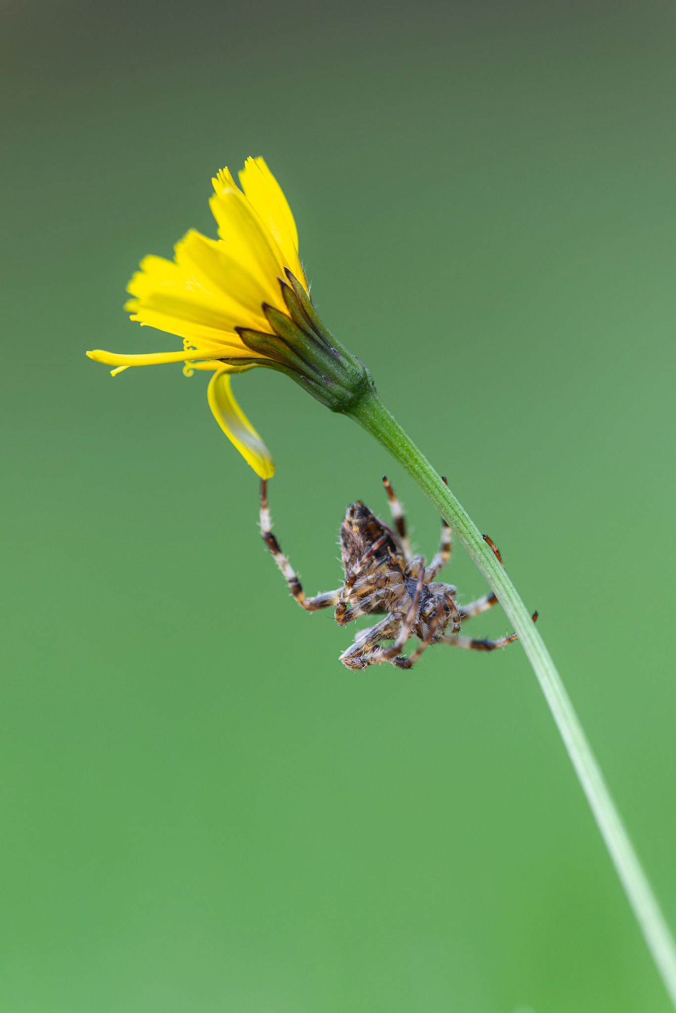 Macro 1