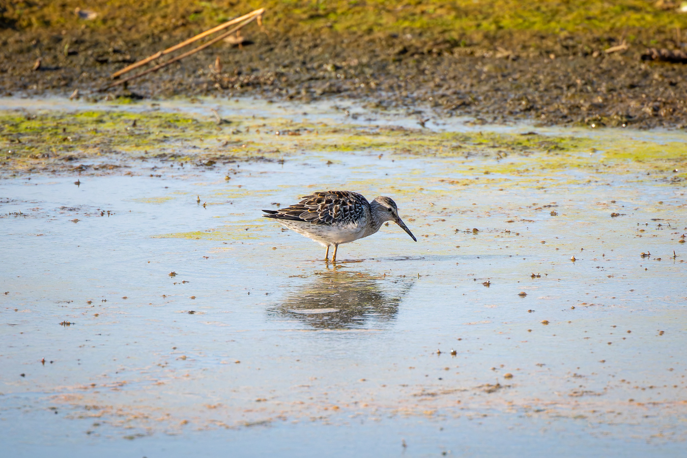 Wildlife 1